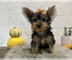 Small #4 Yorkshire Terrier
