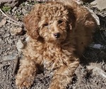 Small #3 Poodle (Miniature)