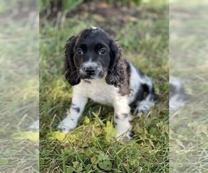 Cocker Spaniel Puppy for sale in CANOGA, NY, USA