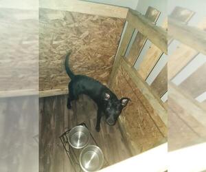 American Staffordshire Terrier-Labrador Retriever Mix Dogs for adoption in San Antonio, TX, USA