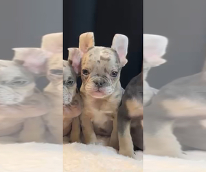 French Bulldog Puppy for sale in ATLANTA, GA, USA