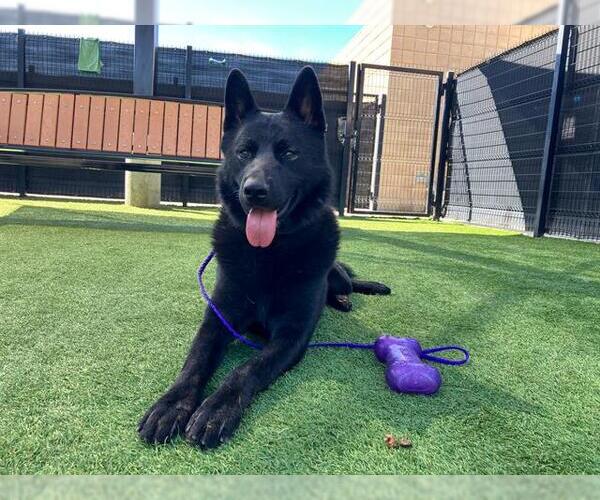 Medium Photo #1 Gerberian Shepsky Puppy For Sale in Orange, CA, USA