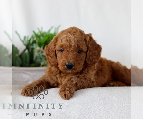 Medium Photo #3 Goldendoodle (Miniature) Puppy For Sale in NARVON, PA, USA