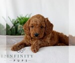 Small #2 Goldendoodle (Miniature)