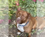 Small Photo #13 Mutt Puppy For Sale in Mount Laurel, NJ, USA
