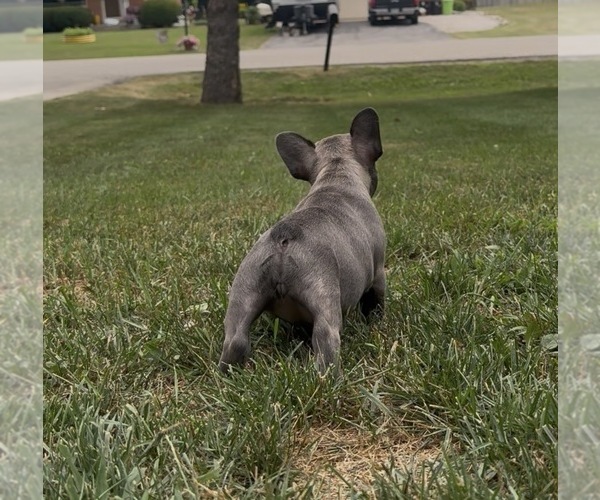 Medium Photo #36 French Bulldog Puppy For Sale in SUSSEX, WI, USA