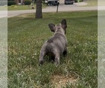 Small Photo #36 French Bulldog Puppy For Sale in SUSSEX, WI, USA