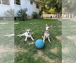 Small #2 American Pit Bull Terrier Mix