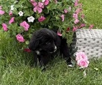 Small #3 Bernese Mountain Dog