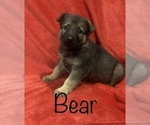 Small Photo #3 German Shepherd Dog Puppy For Sale in PARIS, TX, USA