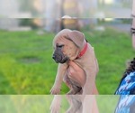 Small Photo #2 Cane Corso Puppy For Sale in BELLINGHAM, WA, USA