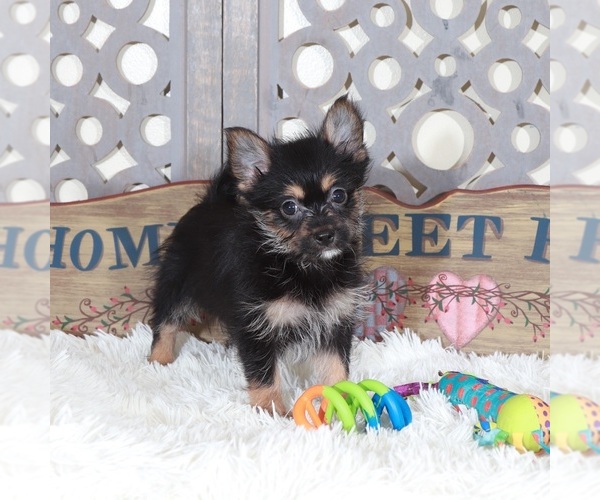 Medium Photo #4 Yoranian Puppy For Sale in MOUNT VERNON, OH, USA