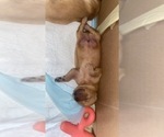 Small Photo #6 Golden Retriever Puppy For Sale in DAWSON, TX, USA
