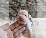 Small #8 Olde English Bulldogge