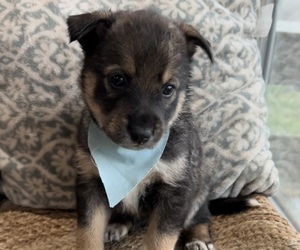 Ausky Puppy for sale in SHERWOOD, OH, USA