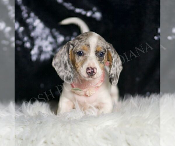 Medium Photo #16 Dachshund Puppy For Sale in WARSAW, IN, USA