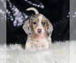 Small #3 Dachshund