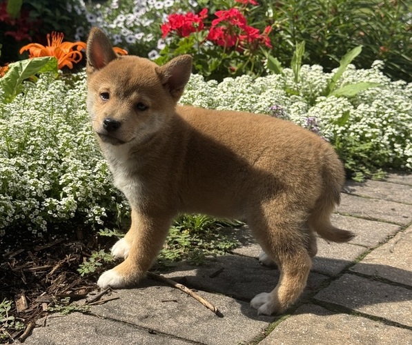 Medium Photo #4 Shiba Inu Puppy For Sale in CANOGA, NY, USA