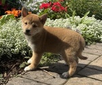 Small #3 Shiba Inu