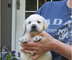 Labrador Retriever Puppy for sale in ANNISTON, AL, USA