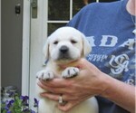 Small Labrador Retriever