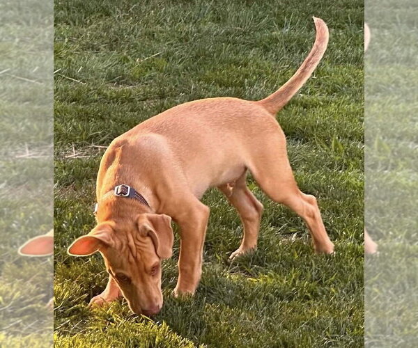 Medium Photo #24 Labrador Retriever-Unknown Mix Puppy For Sale in New York, NY, USA