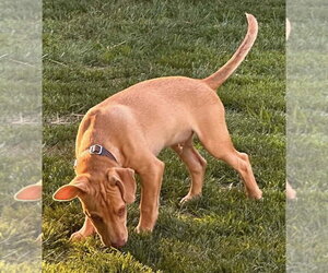 Peanut (AL) - Male Labrador Retriever-Unknown Mix Dog for Adoption - Photo #24