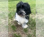 Small #3 Poodle (Miniature)-ShihPoo Mix