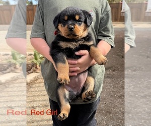 Rottweiler Puppy for Sale in EL CAJON, California USA