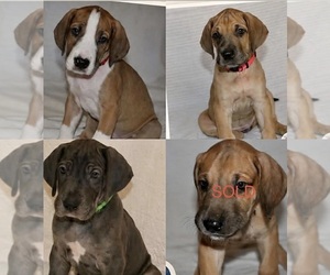 Great Dane Puppy for sale in MESA, AZ, USA