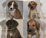 Small Great Dane