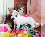 Small #1 Chihuahua