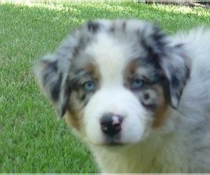 Australian Shepherd Puppy for sale in EDDYVILLE, KY, USA