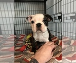 Small Photo #5 Boston Terrier Puppy For Sale in COVENTRY, RI, USA