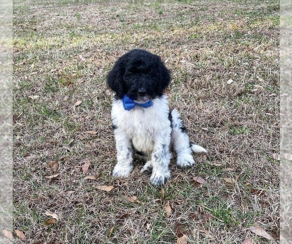 Full screen Photo #10 Goldendoodle Puppy For Sale in CHESNEE, SC, USA
