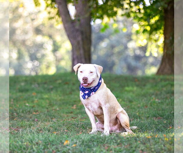 Medium Photo #17 Mutt Puppy For Sale in Unionville, PA, USA