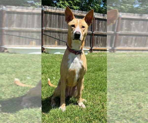 Medium Photo #1 Mutt Puppy For Sale in Great Bend, KS, USA