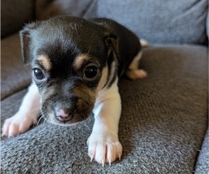 Medium Chiweenie