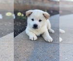 Small Shiba Inu