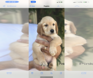 Golden Retriever Puppy for sale in WESTMINSTER, CA, USA