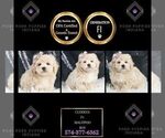 Small Photo #86 Maltipoo Puppy For Sale in WARSAW, IN, USA