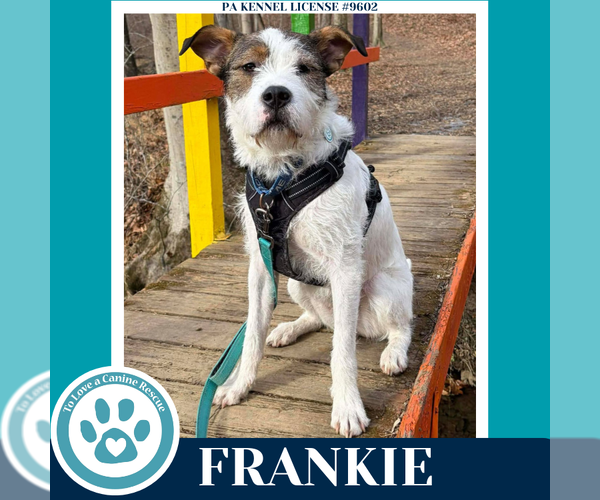 Medium Photo #1 Mutt Puppy For Sale in Kimberton, PA, USA