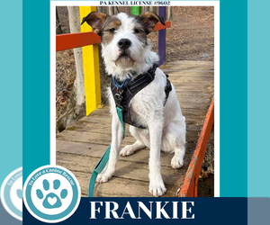 Mutt Dogs for adoption in Kimberton, PA, USA