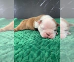 Small #3 Boston Terrier