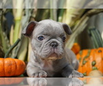 Small Photo #6 French Bulldog Puppy For Sale in SULLIVAN, OH, USA