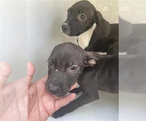 American Pit Bull Terrier-Labrador Retriever Mix Dogs for adoption in Houston, TX, USA