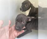Small American Pit Bull Terrier-Labrador Retriever Mix