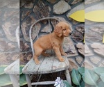 Puppy Biff Golden Retriever