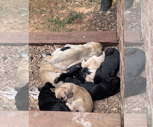 Medium Photo #1 Cane Corso-Labrador Retriever Mix Puppy For Sale in SIMPSONVILLE, SC, USA