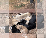Small Photo #1 Cane Corso-Labrador Retriever Mix Puppy For Sale in SIMPSONVILLE, SC, USA
